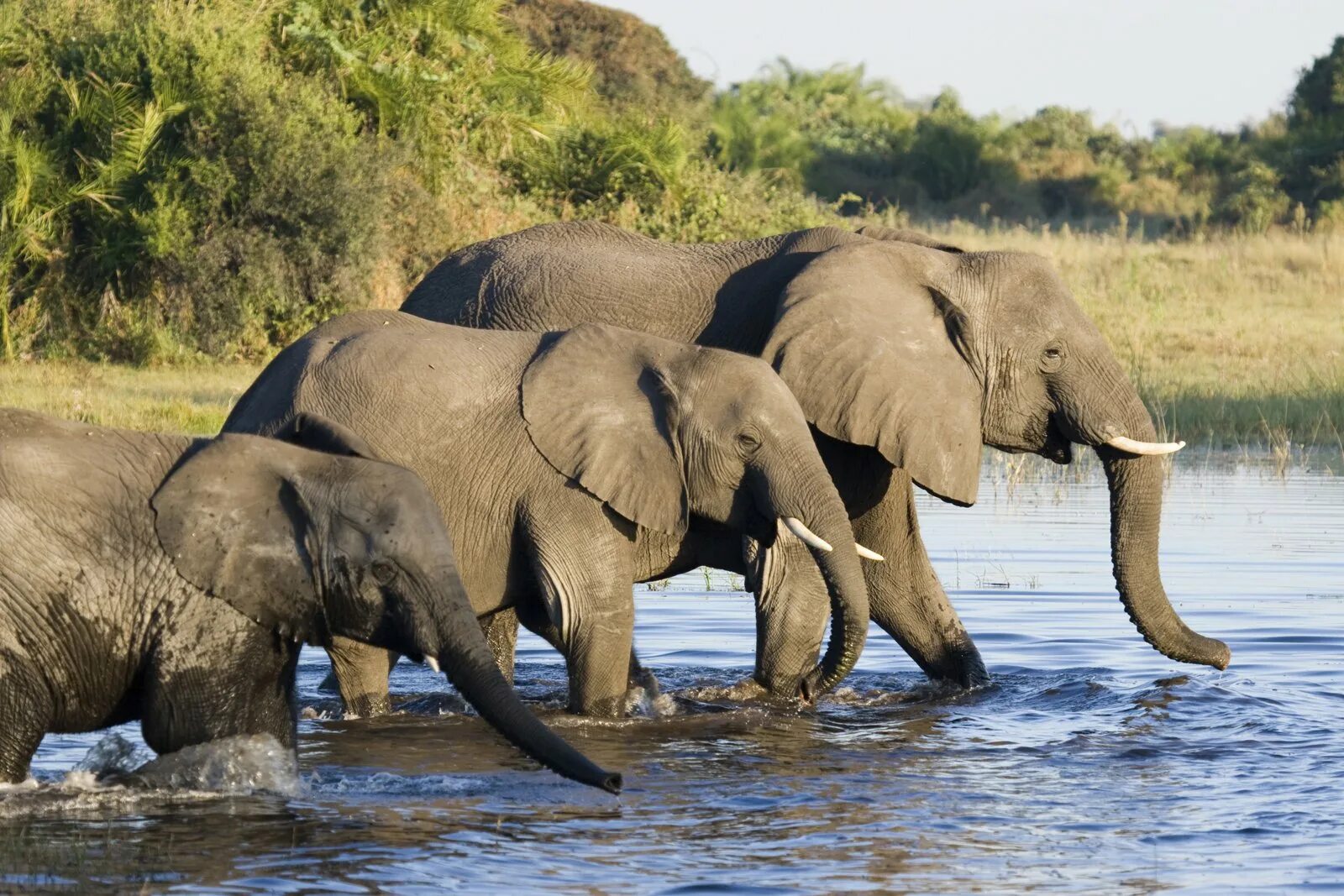 Африканские слоны. Стая слонов. Саванный слон. Слоны на водопое. Слоники виде
