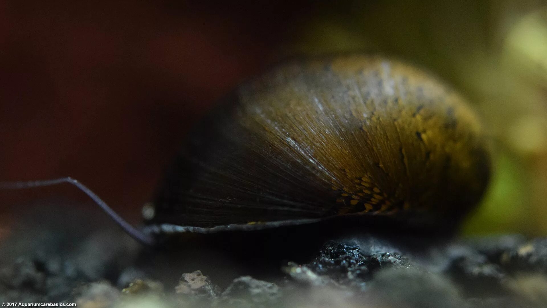 Neritina SP.Snail King. Улитка Ёжик Королевский ( Неритина ). Улитка Неритина черная. Неретина колечко.