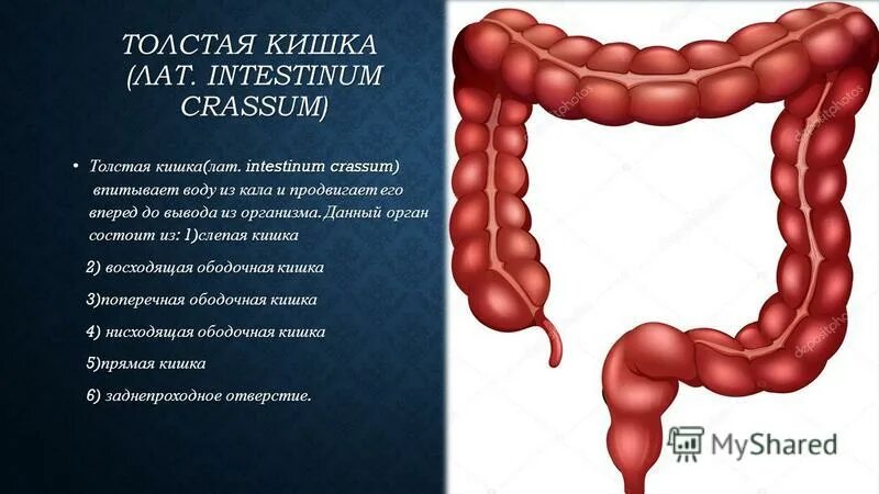толстая кишка кишка анатомия. толстый кишечник факты. строение толстой кишечника. дом толстого кишечника. отдел толстой кишки с червеобразным отростком.