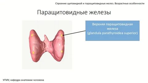 В состав щитовидной железы входит элемент