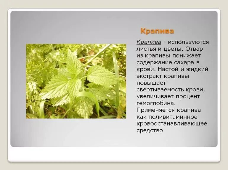 Значение крапивы
