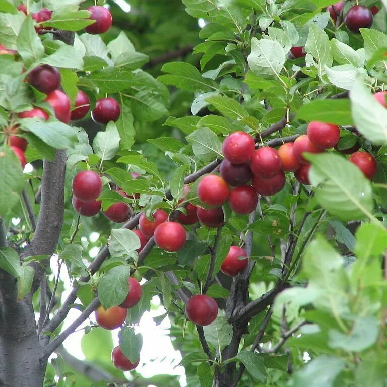 Сливово вишневый гибрид купить саженцы. СВГ (сливово-вишневый гибрид) Опата. Алыча ткемали дерево. Prunus cerasifera. Слива вишненосная.
