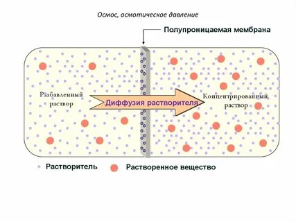 Осмос в разных клетках