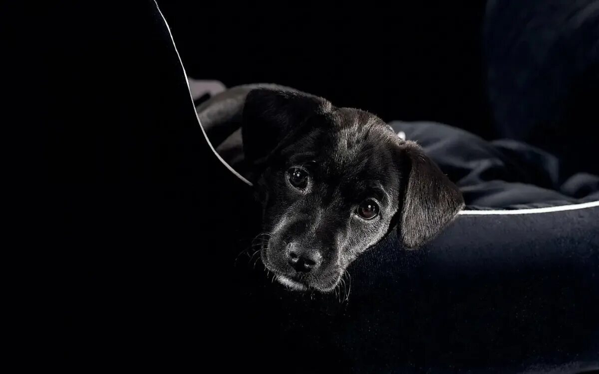 Скучать 20. Чёрный пёс / Black Dog (1998). Черная собака на черном фоне. Заставка на рабочий стол собаки. Обои на рабочий стол темные.