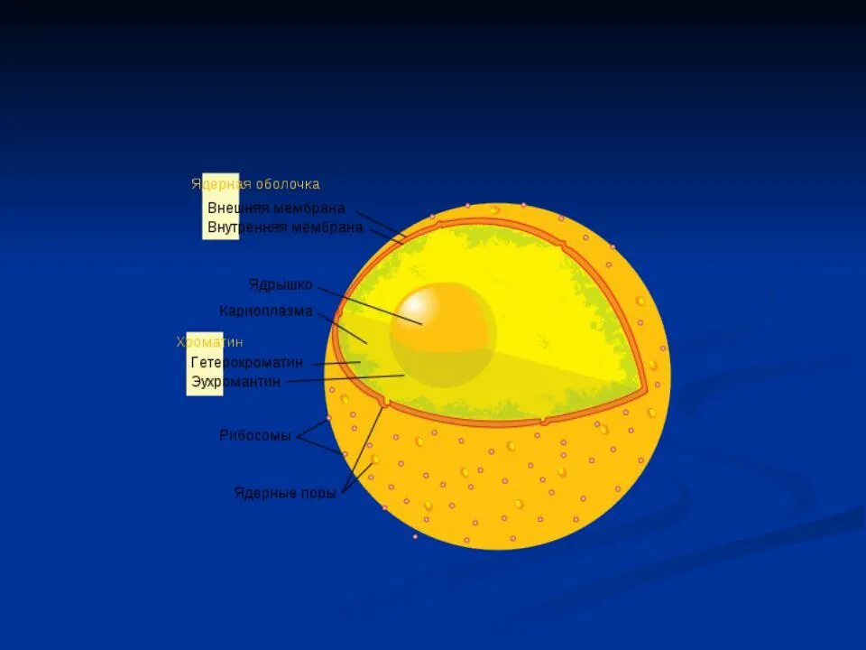 Растворение оболочки ядра происходит в. Ядро. Ядерная мембрана. Защитная оболочка ядрышка. Ядро рисунок.
