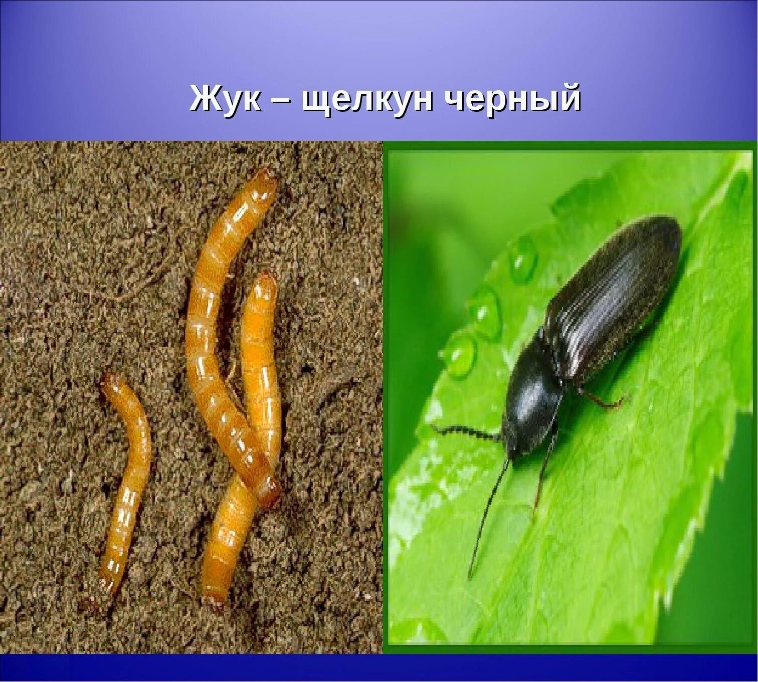 В какой среде обитания вредят личинки щелкуна. Жук-Щелкун проволочник. Насекомые жуки и проволочники. Жук Щелкун черный. Личинка жука щелкуна.