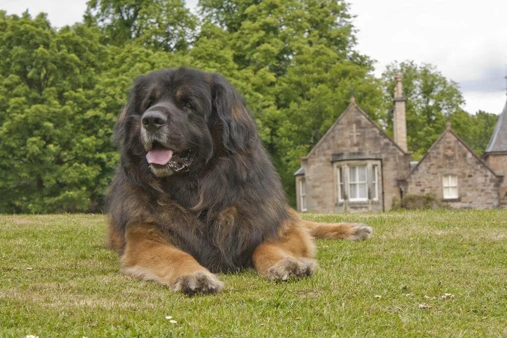 Название крупных собак. Порода собак Леонбергер. Порода собаки Домбергер. Леонбергер и ньюфаундленд. Большая собака Леонбергер.
