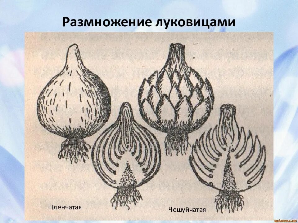 Вегетативное размножение с помощью луковиц. Вегетативное размножение растений клубнелуковицами. Способы вегетативного размножения растений клубнелуковицами. Вегетативное размножение клубнелуковицами. Вегетативное размножение луковицами.