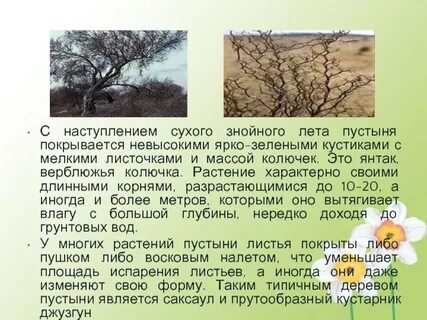 В какой природной зоне растет колючка