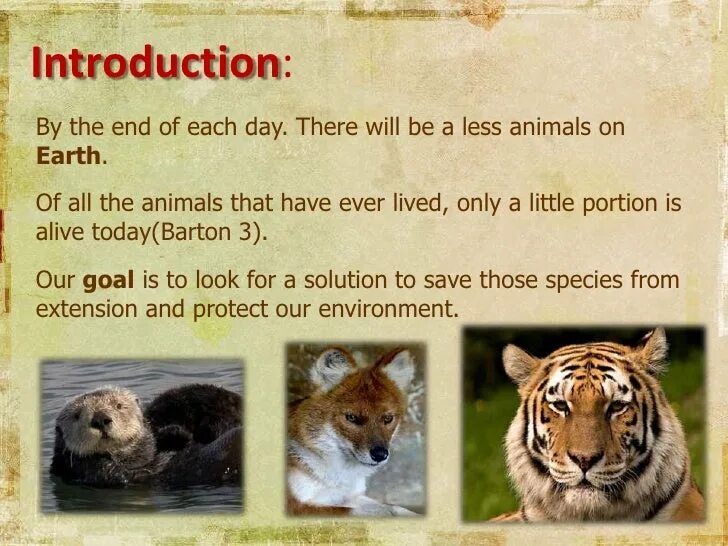 Wild animals essay