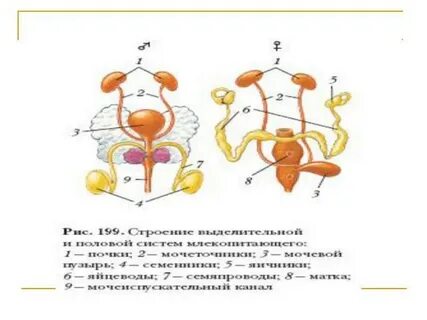 Половая система собак