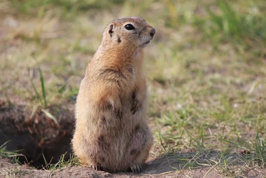 Год суслика. Желтый суслик Spermophilus fulvus. Большой суслик (Spermophilus Major). Суслик песчаник. Горный суслик Кавказ.