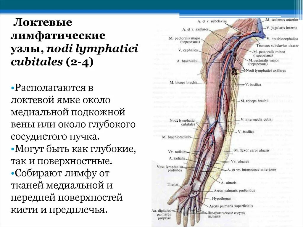 Медиальная подкожная Вена. Локтевые кубитальные лимфоузлы. Лимфатические узлы верхней конечности анатомия. Лимфатические сосуды верхней конечности анатомия. Воспаление внутренней оболочки вены латынь