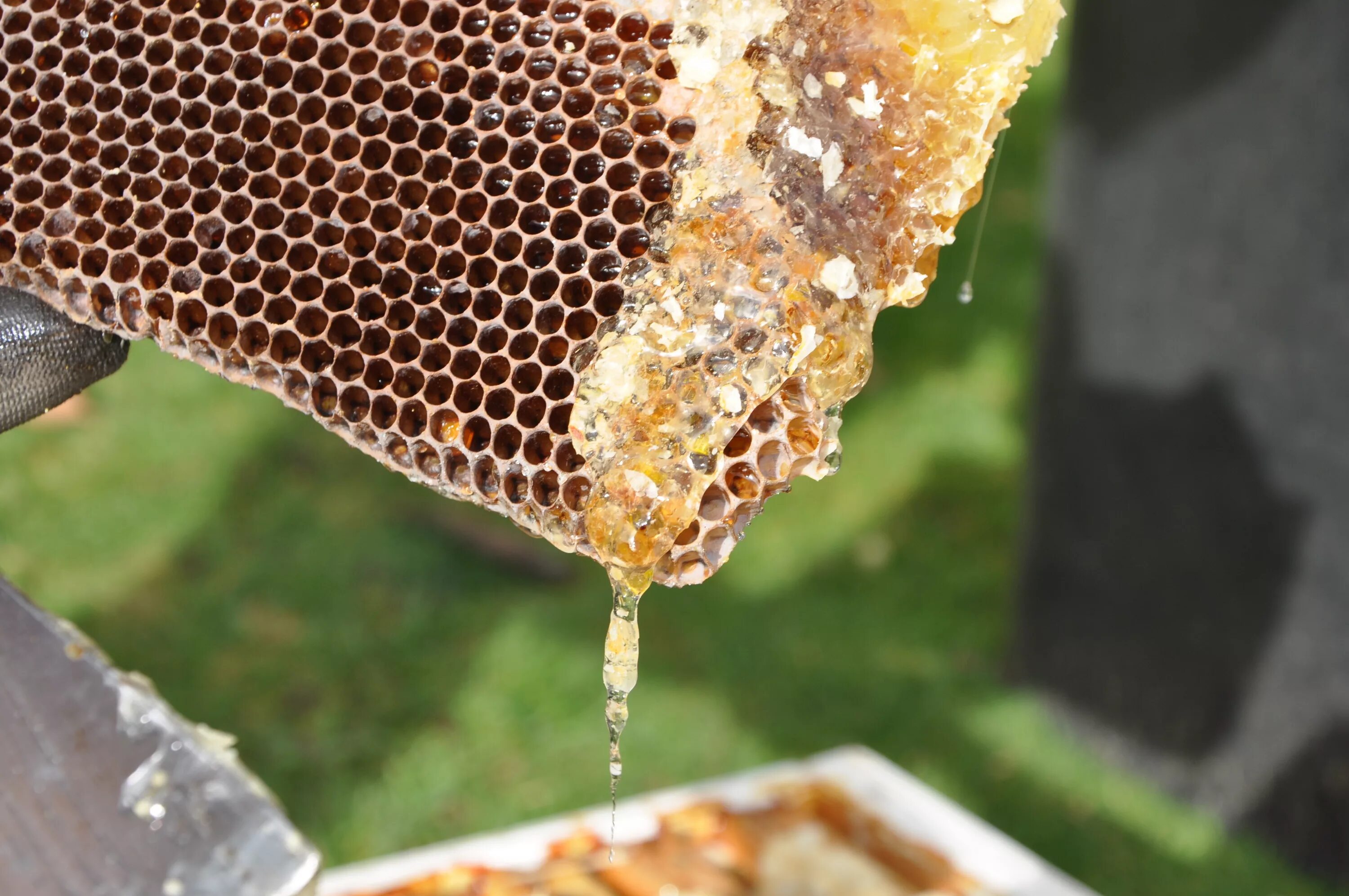 Соты пчелиные. Пчелиные соты с медом. Пчела на сотах. Пасека соты.