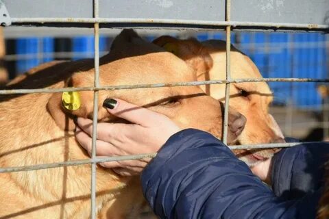 Содержанию безнадзорных животных