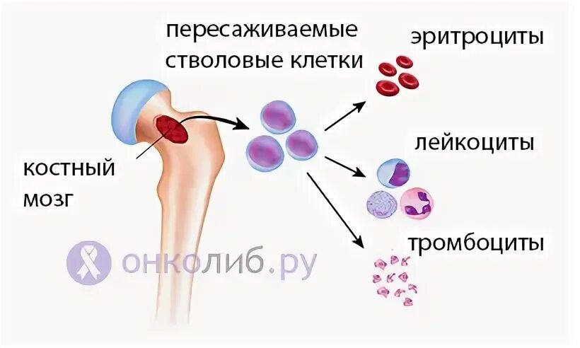 Стволовые клетки костного мозга человека
