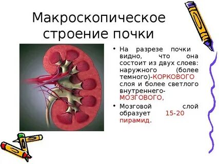 В чем особенность строения почечной
