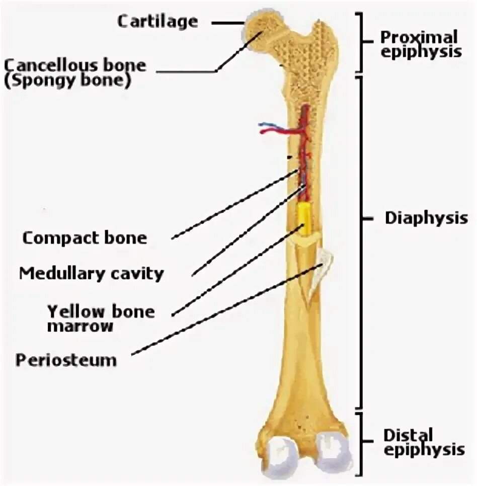 Long bone. Long Bones. Bone diaphysis epiphysis epiphysis Apophysis Apophysis metaphysis. Yellow Bone webcam.