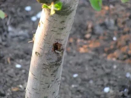 Дырочку в коре пробьет