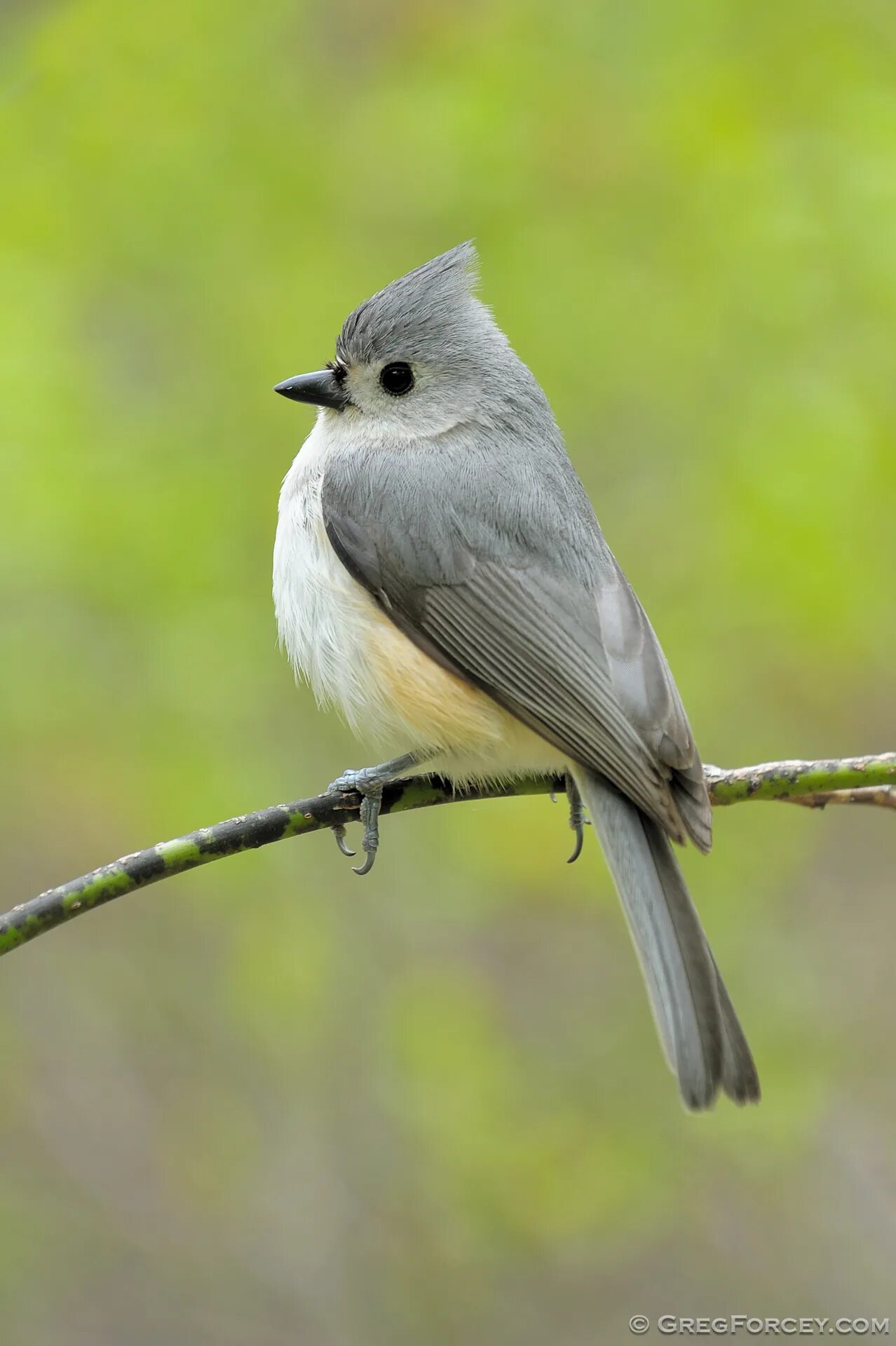 Tufted Titmouse. Маленькая птица. Красивые маленькие птички. Маленькип псицы.