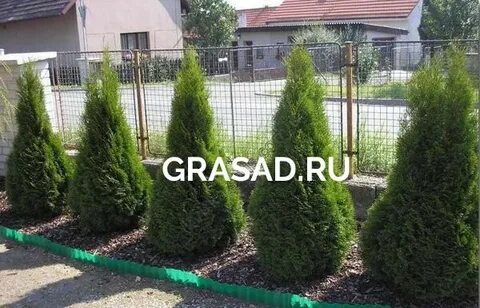 Расстояние туи друг от друга