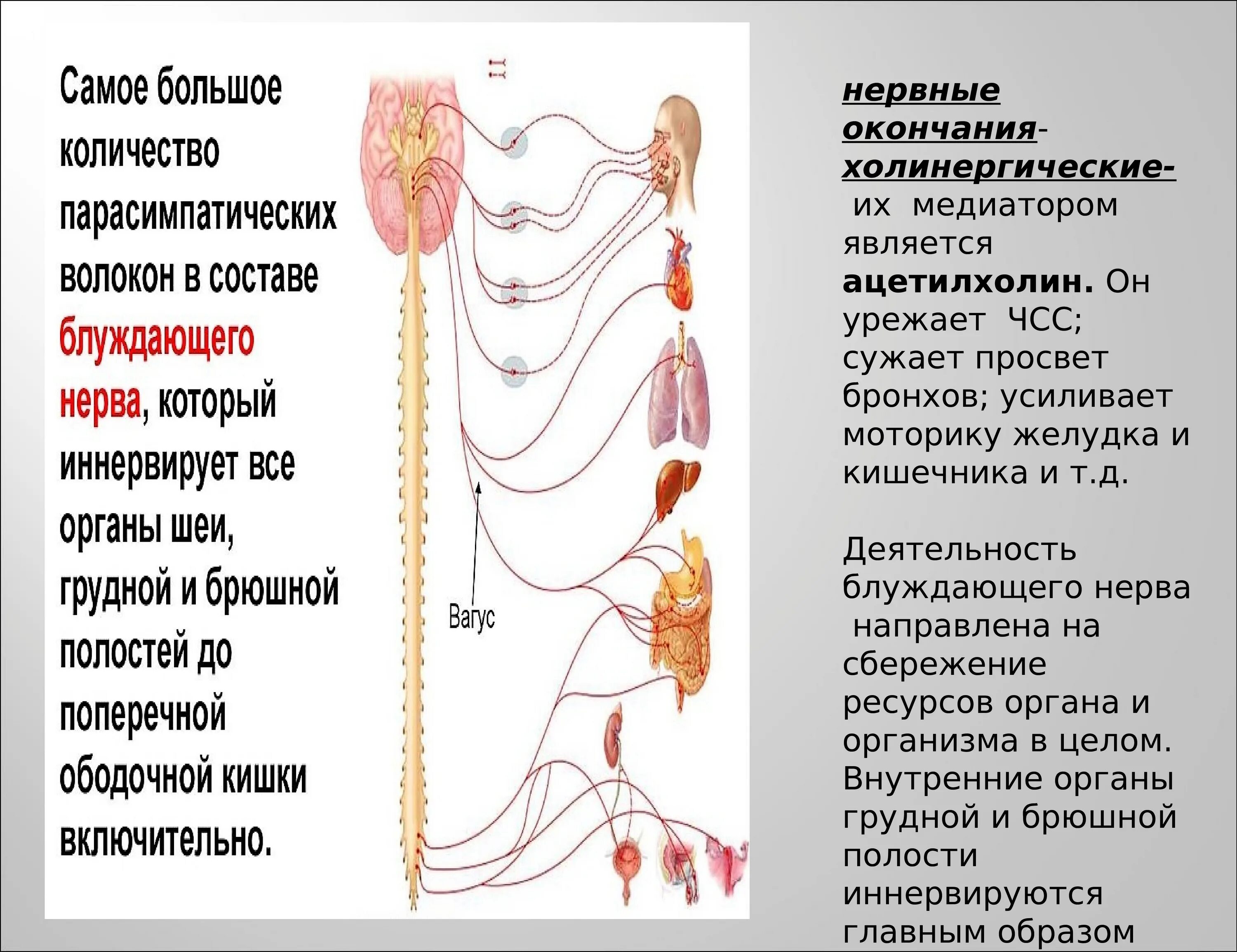 Блуждающий нерв нерв функции. Волокна блуждающего нерва. Блуждающий нерв иннервация. Анатомия блуждающего нерва. Иннервация блуждающего нерва