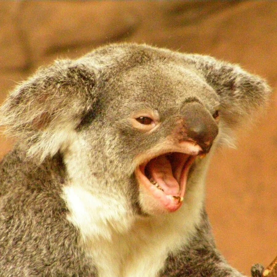 Коалом. Злая коала. Зубы коалы. Коала с открытым ртом. Опасные коалы.