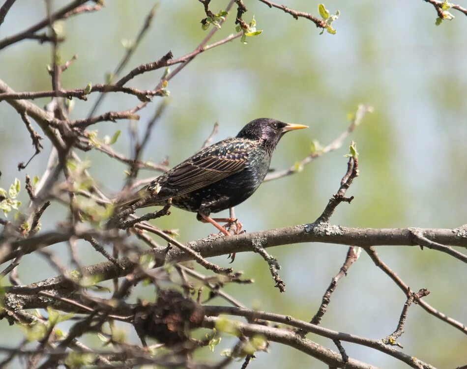 Молодой скворец быстро научился. Молодые скворцы. Бурый скворец. Скворец фото. Скворец на ветке.