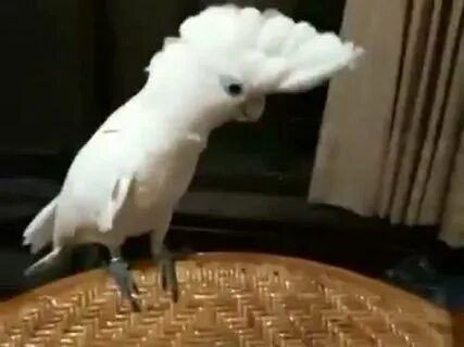 Видео попугай танцует под