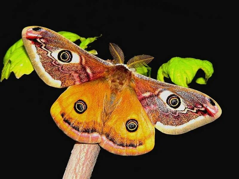 Лимонница и павлиний глаз. Дневной павлиний глаз снизу. Павлиний глаз отряд. Павлиноглазка грушевая бабочка. Какой тип превращения характерен для павлиньего глаза.