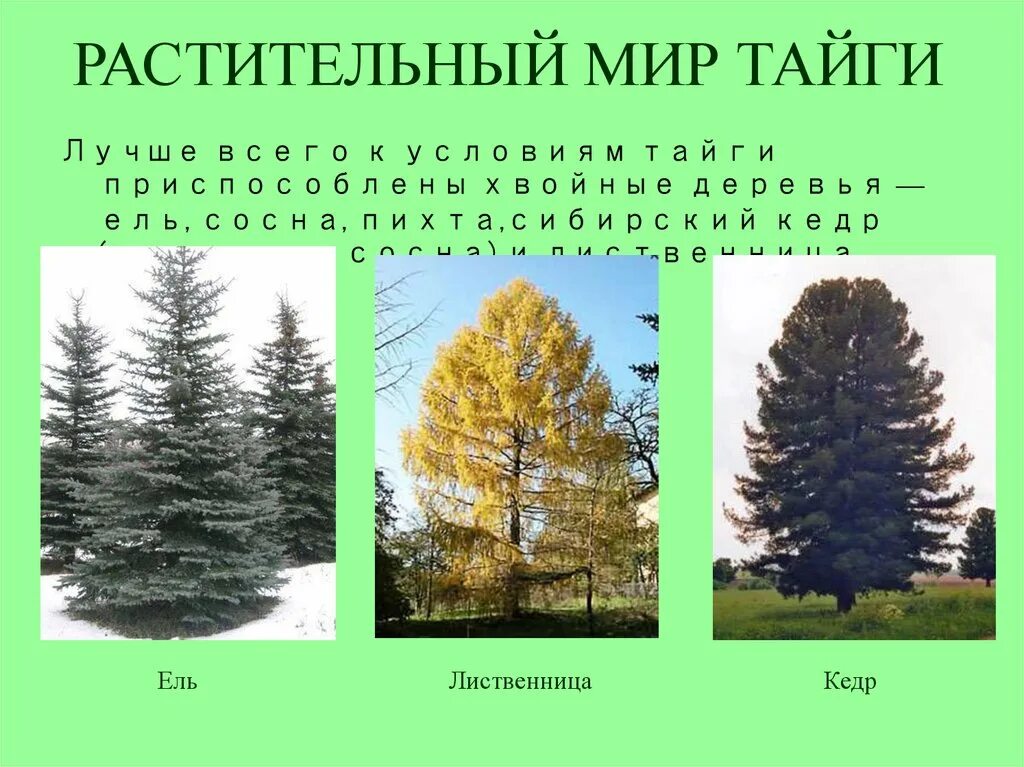 Какие породы деревьев типичны для тайги