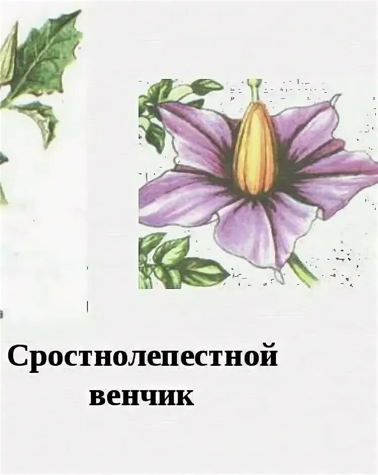 Сростнолепестный околоцветник. Сростнолепестный венчик цветка имеется у. Сростнолепестный венчик цветка имеется у. Сростнолепестный венчик цветка. Сростнолепестный венчик цветка имеется у.