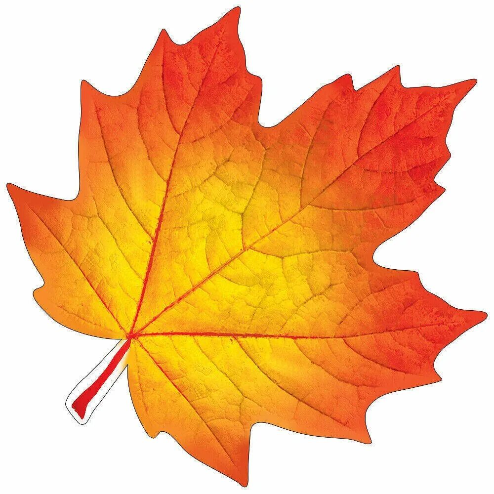 Листья картинки для детей. Осенние листья. Кленовый листик. Осенний кленовый лист. Цветной лист.