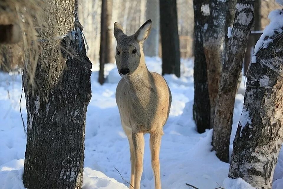 День косули. Косуля на урале. Косуля сибирская. Алтайская косуля. Белая сибирская косуля.
