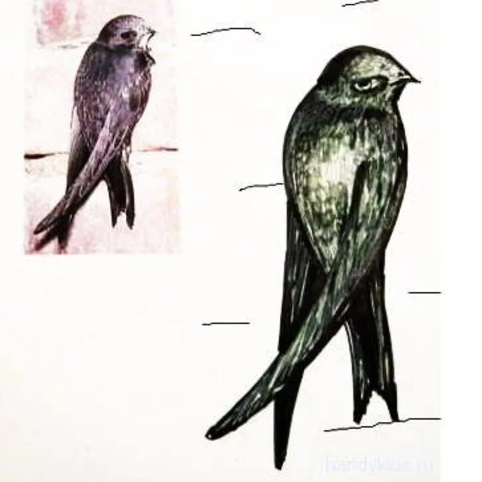 Легкий рисунок стрижонка. Нарисовать стрижа. Стриж рисунок. Ласточка раскраска для детей. Легкий рисунок стрижонка.