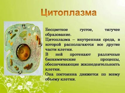 Что такое закон биология 5 класс кратко