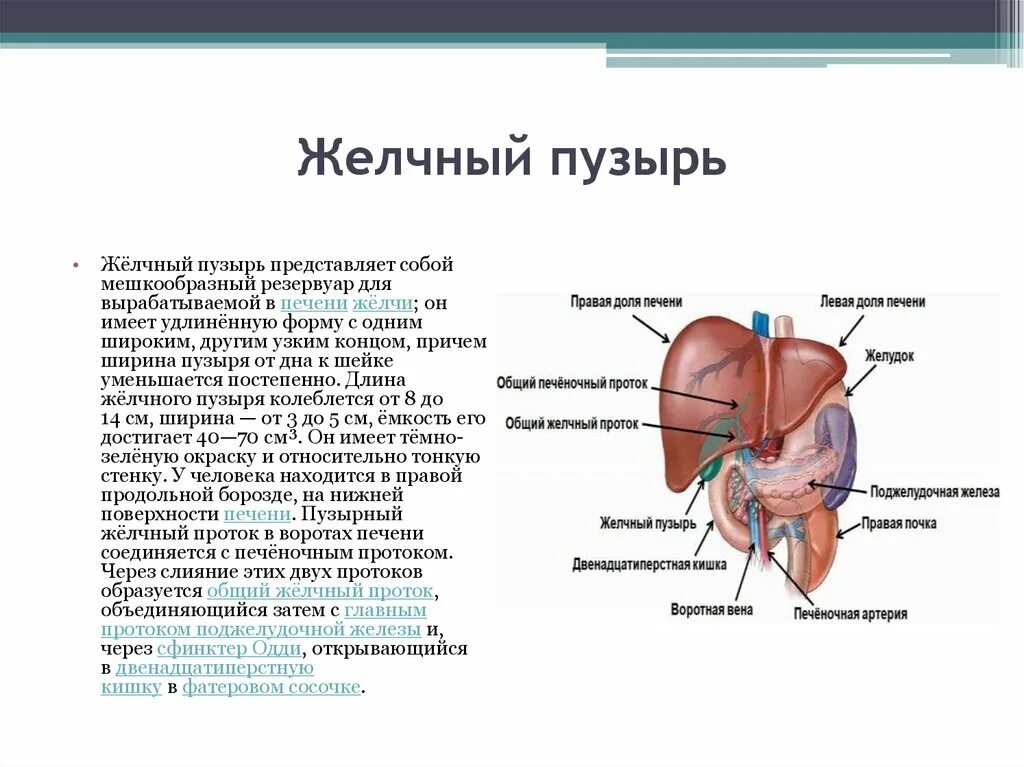 Желчный пузырь расположение строение функции. Печень и желчный пузырь функции в организме. Длячево желченый пузырь.