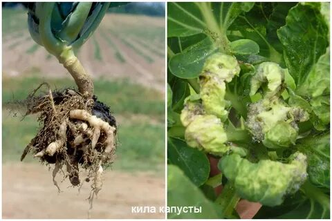 Как бороться с килами на капусте