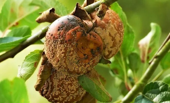 Яблоня от А до Я: как посадить, какой уход, подкормки, нужна ли обрезка и как бо