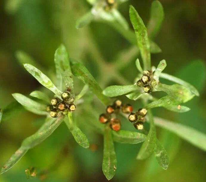 Сушеница болотная. Сушеница топяная (Gnaphalium uliginosum). Сушеница топяная (Болотная). Сушеница топяная, сушеница Болотная. Сушеница Болотная фармакология.