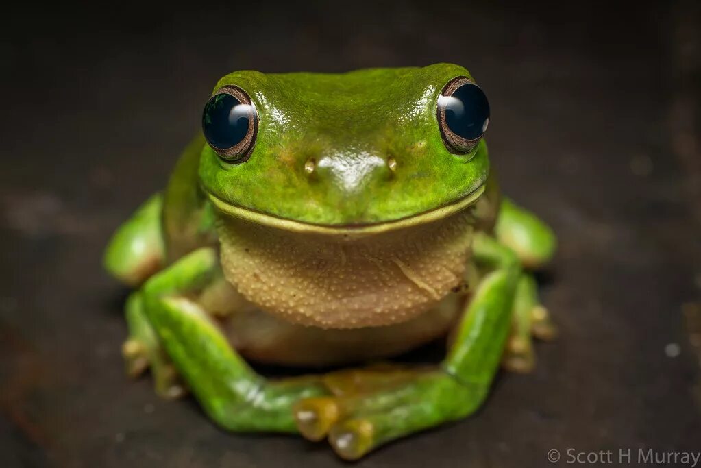 Милые жабки. Полнозубая квакша. Лягушка квакша эстетика. Милые лягушата. Красивые лягушки.