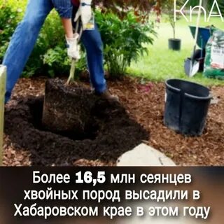 Посадочное дерево