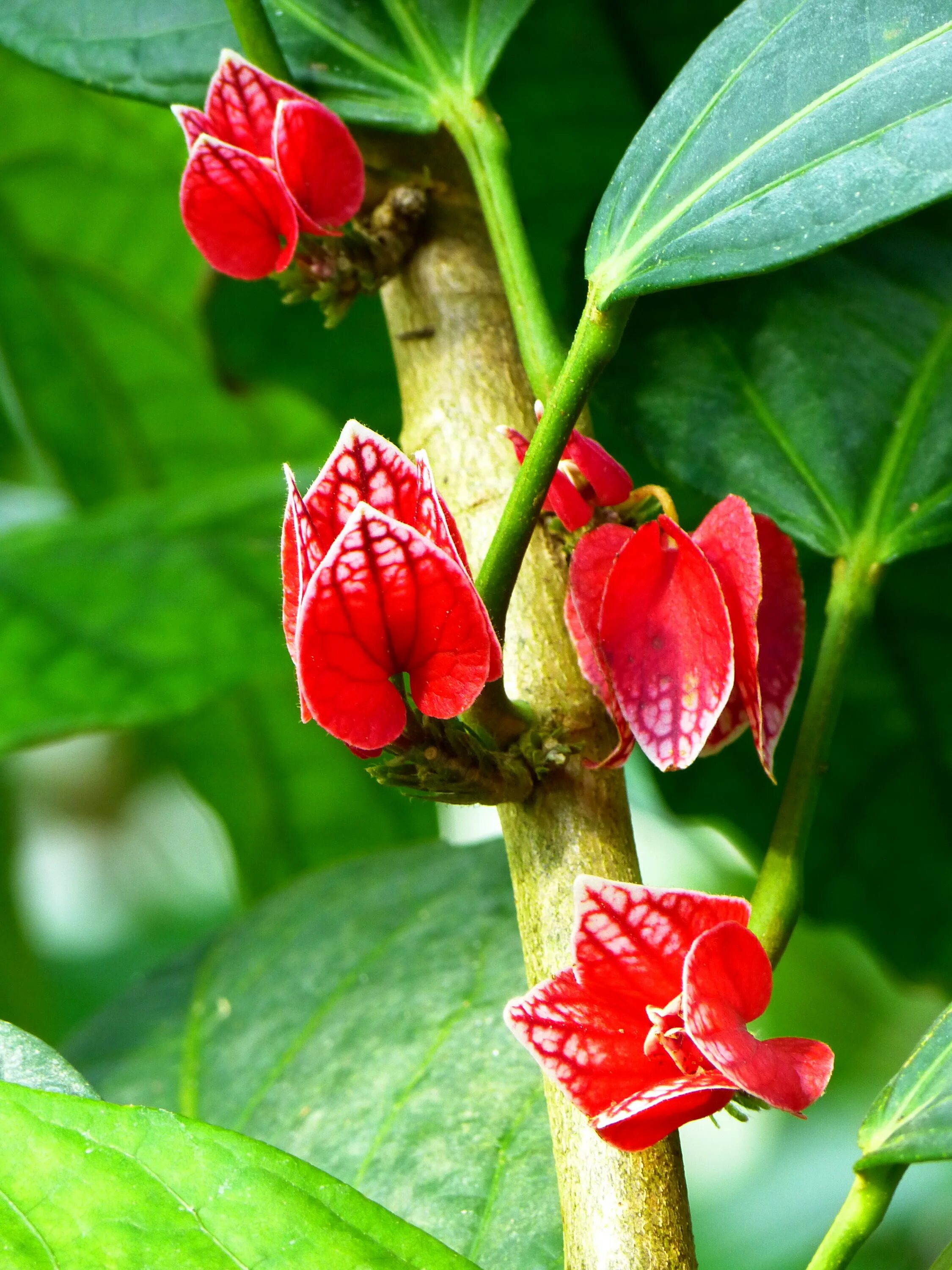 Red plant. Тропические цветы. Красный цветок. Красные тропические цветы. Комнатное растение с красными цветами.