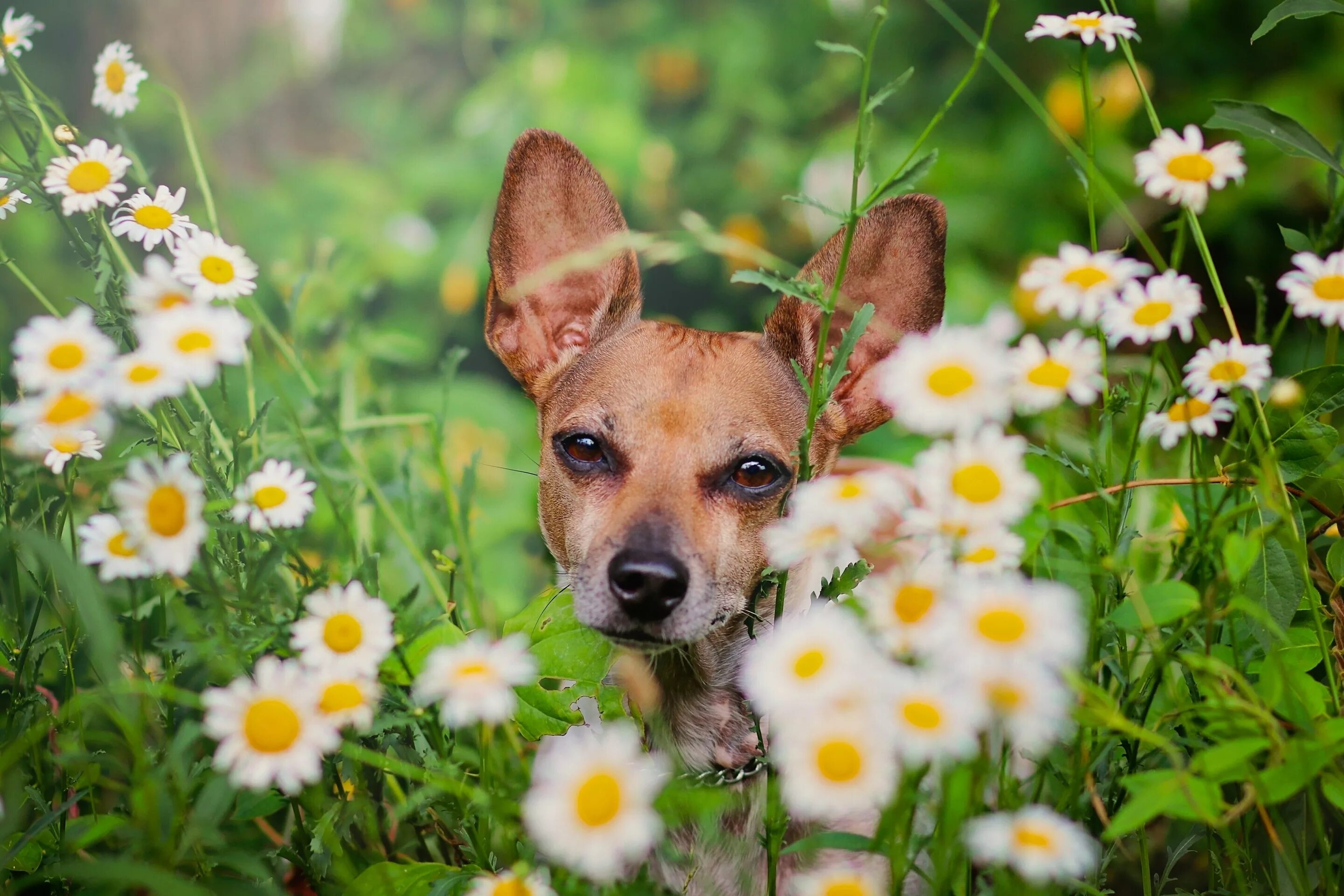 Летняя жизнь животных. Лето животные. Собака летом. Животные с цветочками. Собака на траве.