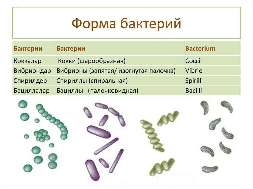 Бактерии известные виды. Формы бактериальных клеток 5 класс биология. Форма клеток бактерий 5 класс биология. Формы бактериальных клеток микробиология. Строение бактерий по форме.