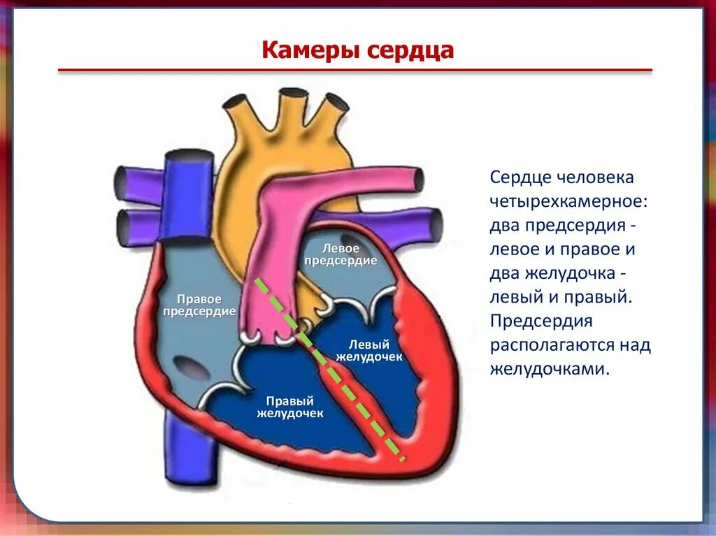 Строение сердца человека камеры. Строение сердца 4 камеры. Строение сердца 4 камеры и желудочки. Как определить сколько камер в сердце. Правое предсердие отделено от правого желудочка