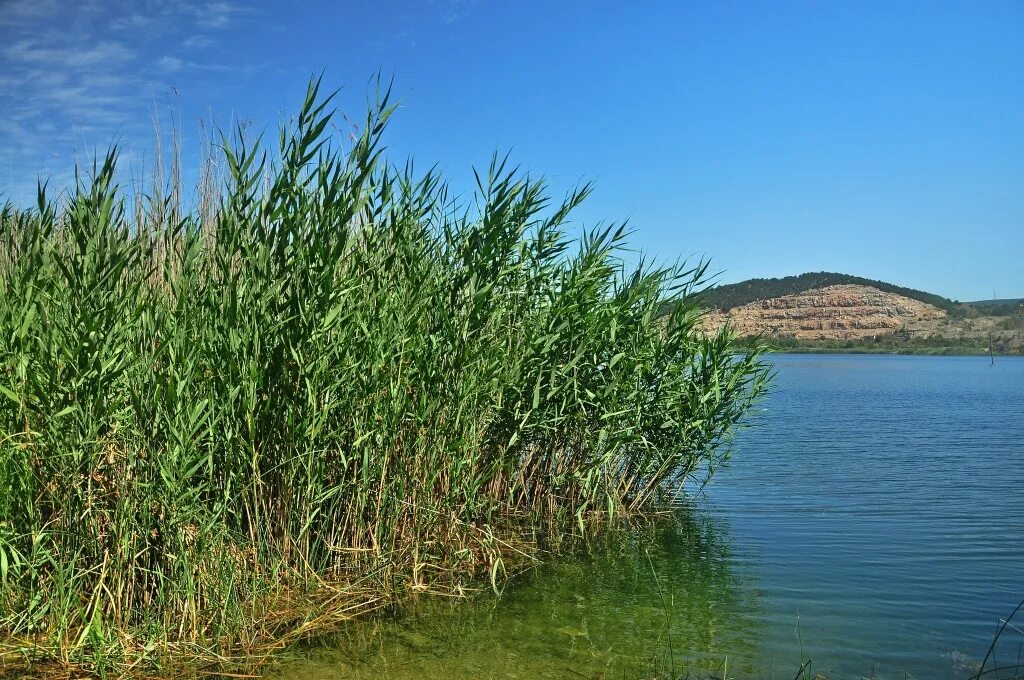 Камыш рогоз осока. Осока тростник камыш рогоз. Осока тростник камыш рогоз. Схеноплектус озерный. Заросли осоки.