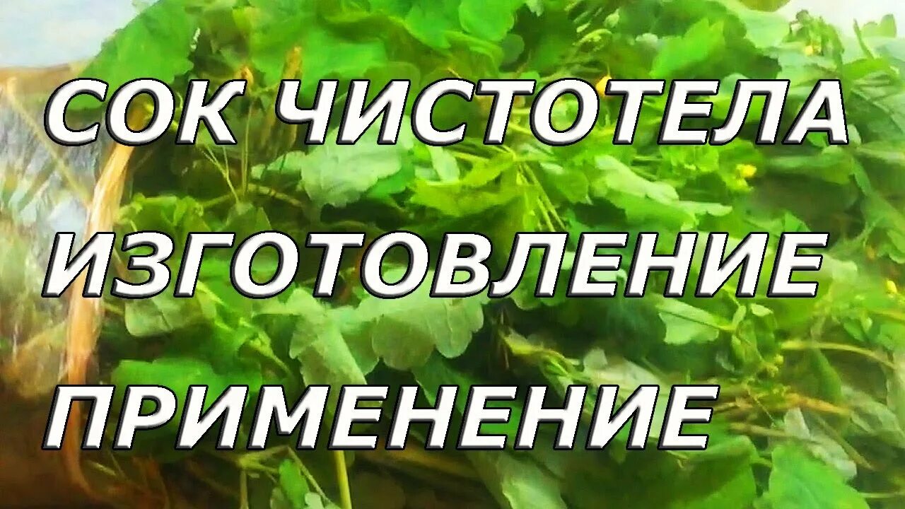 Как приготовить сок чистотела для длительного хранения