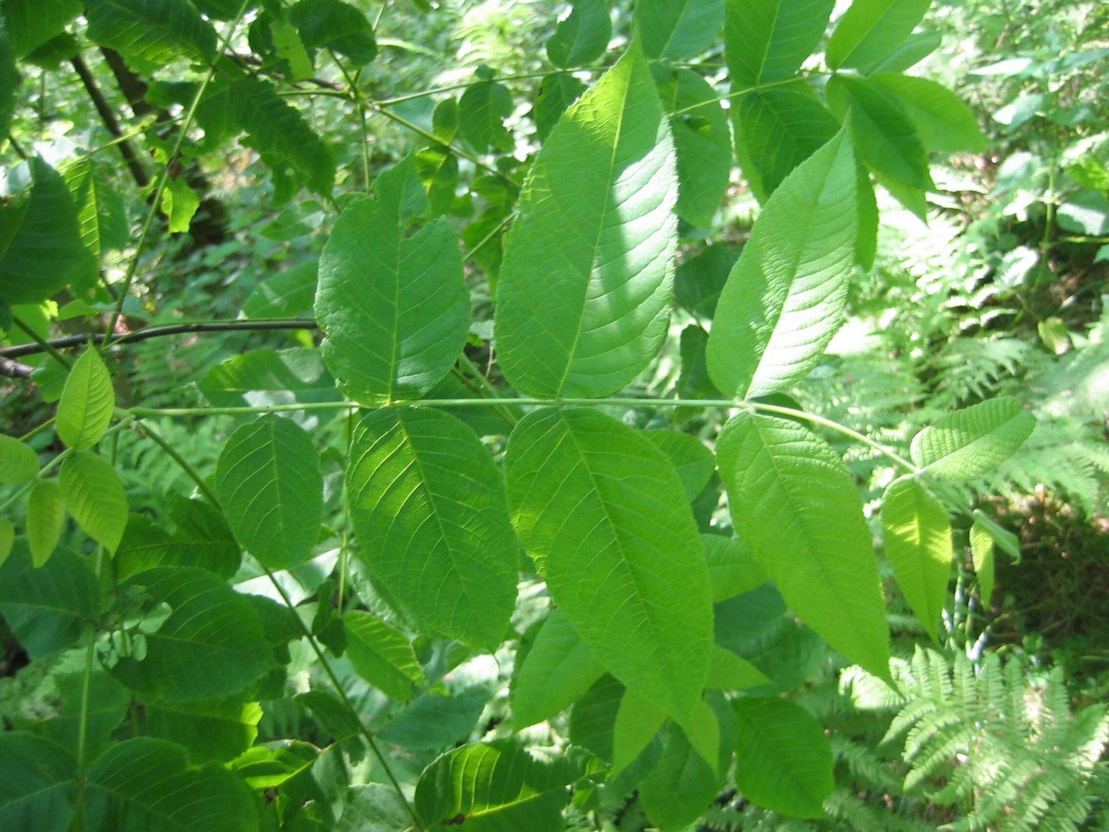 Все листья россии. Ясень зеленый Fraxinus lanceolata. Ясень маньчжурский Fraxinus mandshurica. Ясень американский (Fraxinus Americana). Ясень маньчжурский Fráxinus mandshurica.