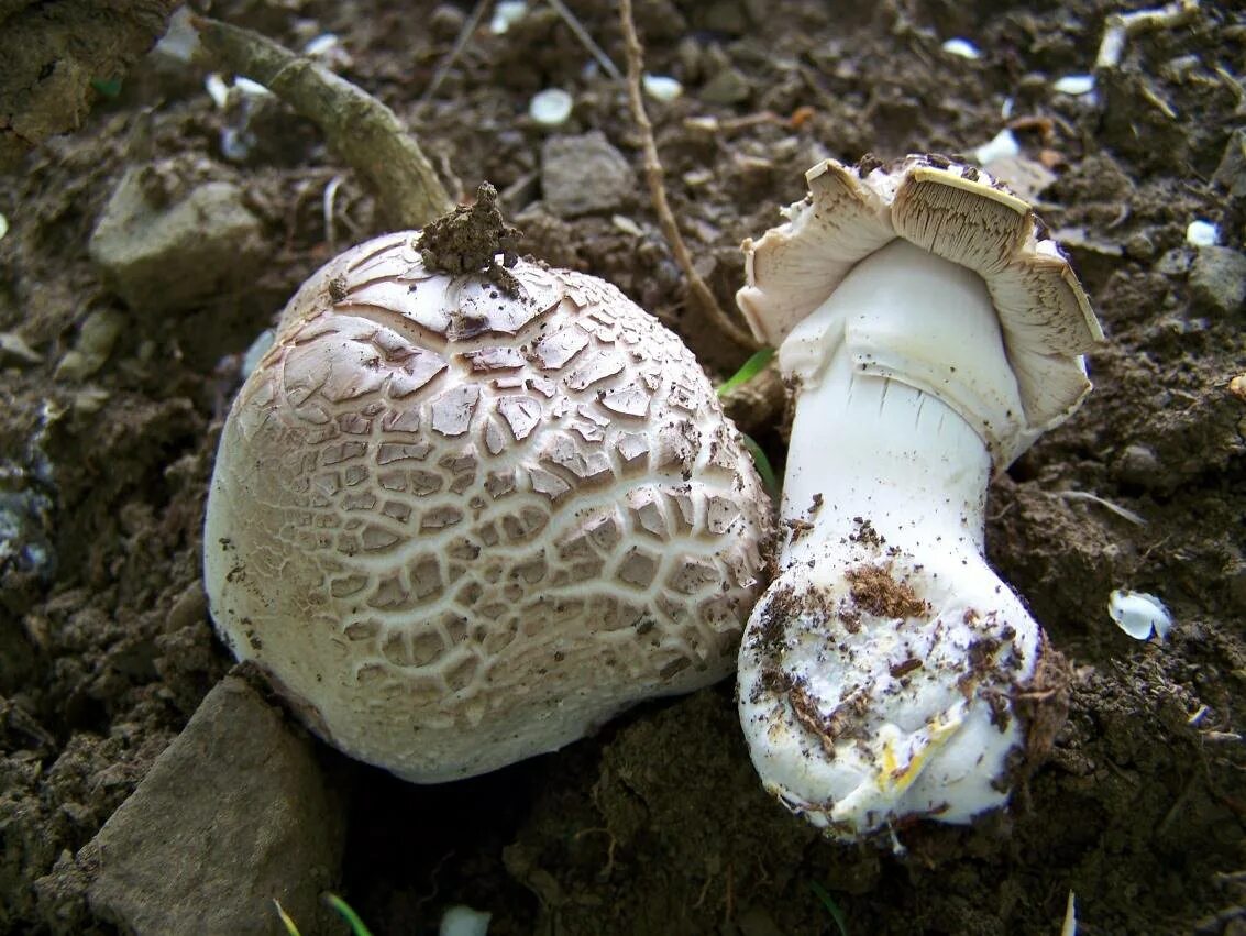 шампиньон перелесковый гриб. рядовка жёлто-бурая съедобная. гриб белосвинуха лепистовидная. грибы похожие на шампиньоны. • лейкопаксиллус лепистовидный гриб.